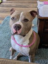 adoptable Dog in camarillo, CA named LOLA