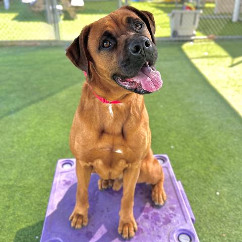 *CASSADANO - Boxer available for adoption