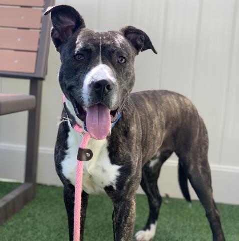 adoptable Dog in Camarillo, CA named *RODRIGO