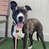 adoptable Dog in camarillo, CA named *RODRIGO