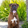 adoptable Dog in camarillo, CA named *KOBE