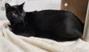 adoptable Cat in camarillo, CA named NEO