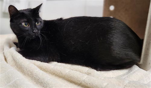 picture of the cat needing adoption