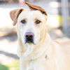 adoptable Dog in camarillo, CA named *LUIGI