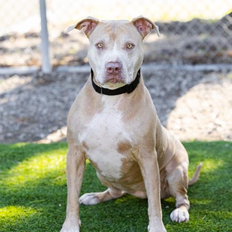 adoptable Dog in Camarillo, CA named *MILLIE