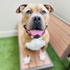 adoptable Dog in  named LANCELOT