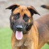 adoptable Dog in camarillo, CA named RUGER