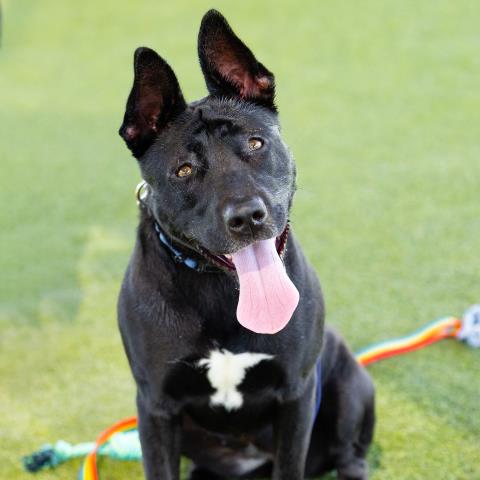 adoptable Dog in Camarillo, CA named *JESSICA