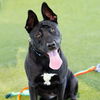 adoptable Dog in camarillo, CA named *JESSICA
