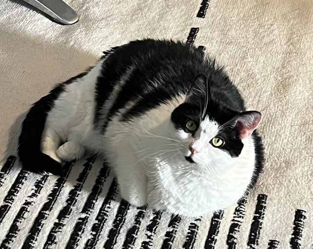 adoptable Cat in Camarillo, CA named *LOUISE