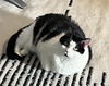 adoptable Cat in camarillo, CA named *LOUISE