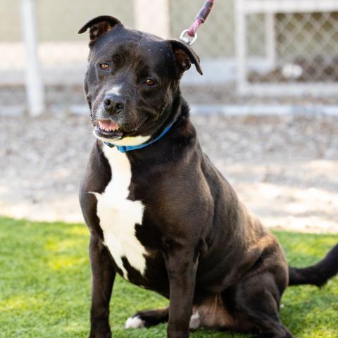 adoptable Dog in Camarillo, CA named BHODI