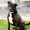 adoptable Dog in camarillo, CA named BHODI