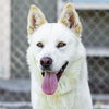 adoptable Dog in  named *EMMA