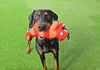 adoptable Dog in  named *BALLER