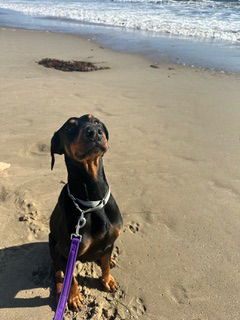 adoptable Dog in Camarillo, CA named *BALLER