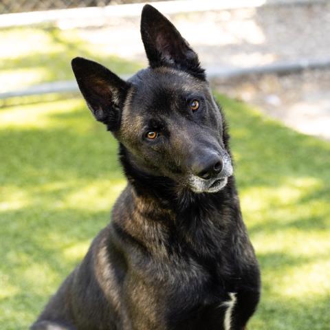 adoptable Dog in Camarillo, CA named *CLARK