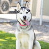 adoptable Dog in camarillo, CA named *STRIDER