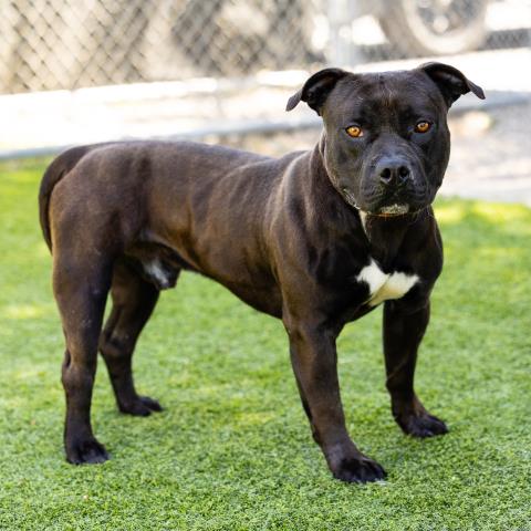 adoptable Dog in Camarillo, CA named SHADOW
