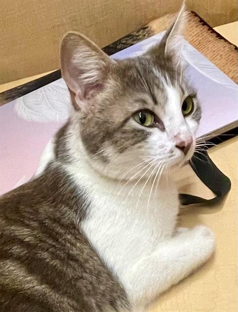 picture of the cat needing adoption
