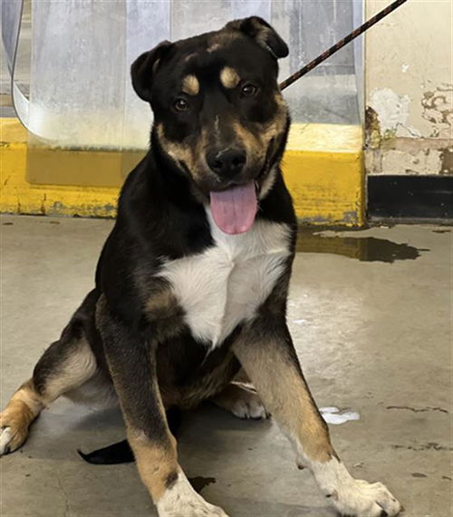 picture of the dog needing adoption