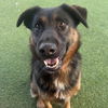 adoptable Dog in camarillo, CA named CRUZ