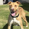 adoptable Dog in camarillo, CA named ZEUS