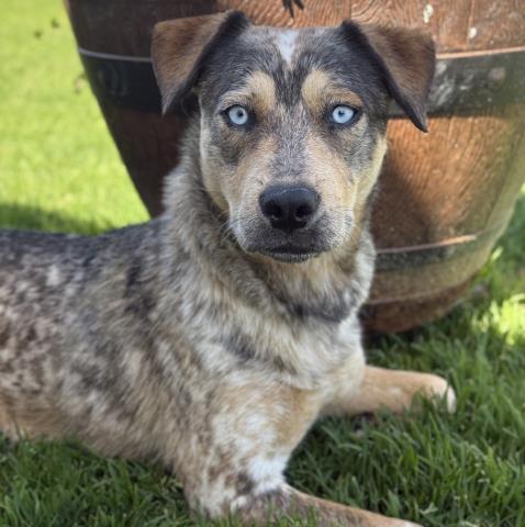 adoptable Dog in Camarillo, CA named *WINDY