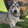 adoptable Dog in  named *WINDY