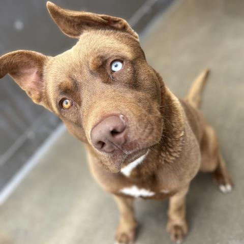 adoptable Dog in Camarillo, CA named *BRONSON