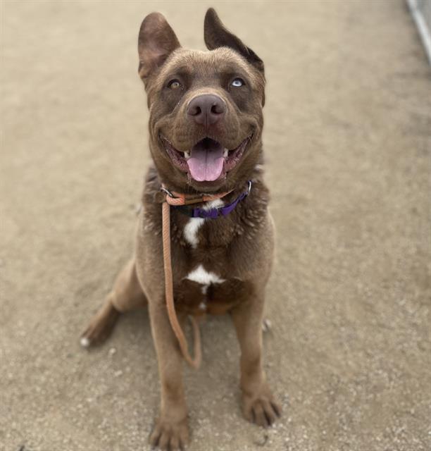 adoptable Dog in Camarillo, CA named *BRONSON