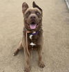adoptable Dog in Camarillo, CA named *BRONSON