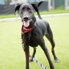adoptable Dog in camarillo, CA named TUPAC