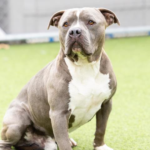 adoptable Dog in Camarillo, CA named *GRAYSON