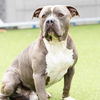 adoptable Dog in camarillo, CA named *GRAYSON