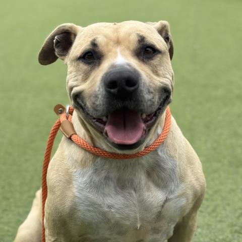 adoptable Dog in Camarillo, CA named *FIONA