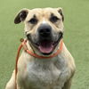 adoptable Dog in camarillo, CA named *FIONA