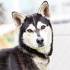 adoptable Dog in camarillo, CA named *FARAMIR
