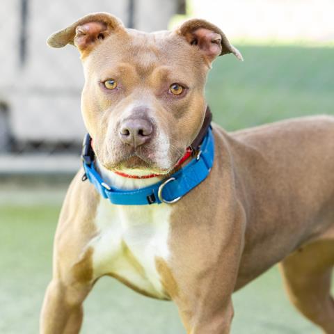 adoptable Dog in Camarillo, CA named *PRISCILLA