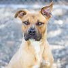 adoptable Dog in camarillo, CA named MAUI