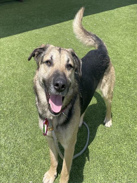 adoptable Dog in Camarillo, CA named *BRET