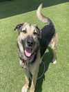 adoptable Dog in  named *BRET