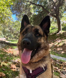 adoptable Dog in Camarillo, CA named *CARLIN