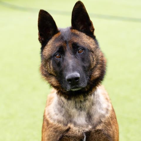adoptable Dog in Camarillo, CA named ACE