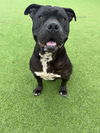 adoptable Dog in  named *YOBOY