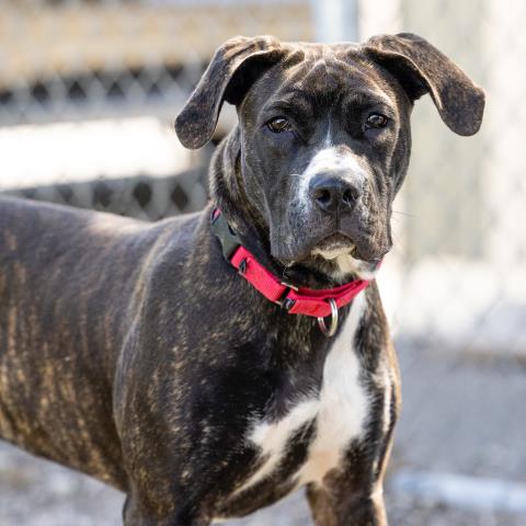 adoptable Dog in Camarillo, CA named *LYRIC