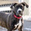 adoptable Dog in camarillo, CA named *LYRIC
