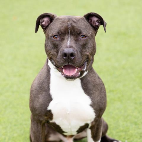 adoptable Dog in Camarillo, CA named *ANSON