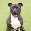 adoptable Dog in Camarillo, CA named *ANSON