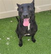 adoptable Dog in  named *JET